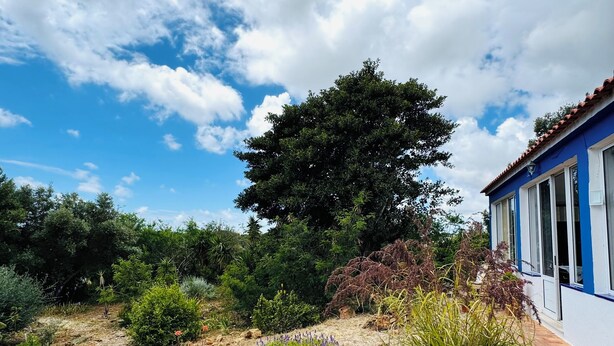 Een tuin met diverse planten en rotsen, een grote boom, en een gebouw met blauwe accenten en witte ramen.