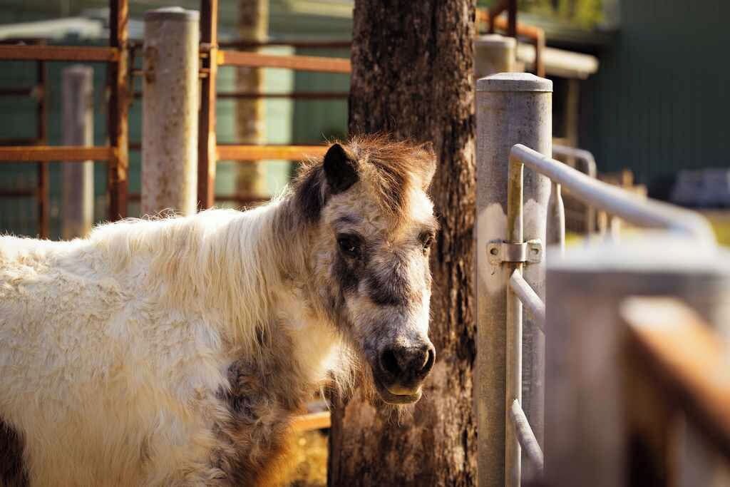 Een paard in een stalgedeelte met metalen hekken en een boom.