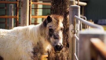 Een paard in een stalgedeelte met metalen hekken en een boom.