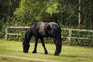 A horse grazing in a fenced area with trees in the background.