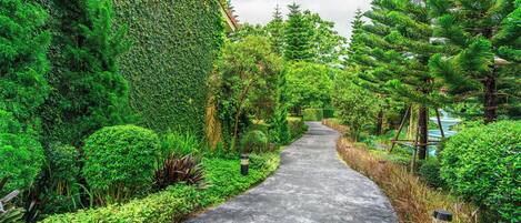 Un sendero bordeado por abundante vegetación y un muro de piedra.