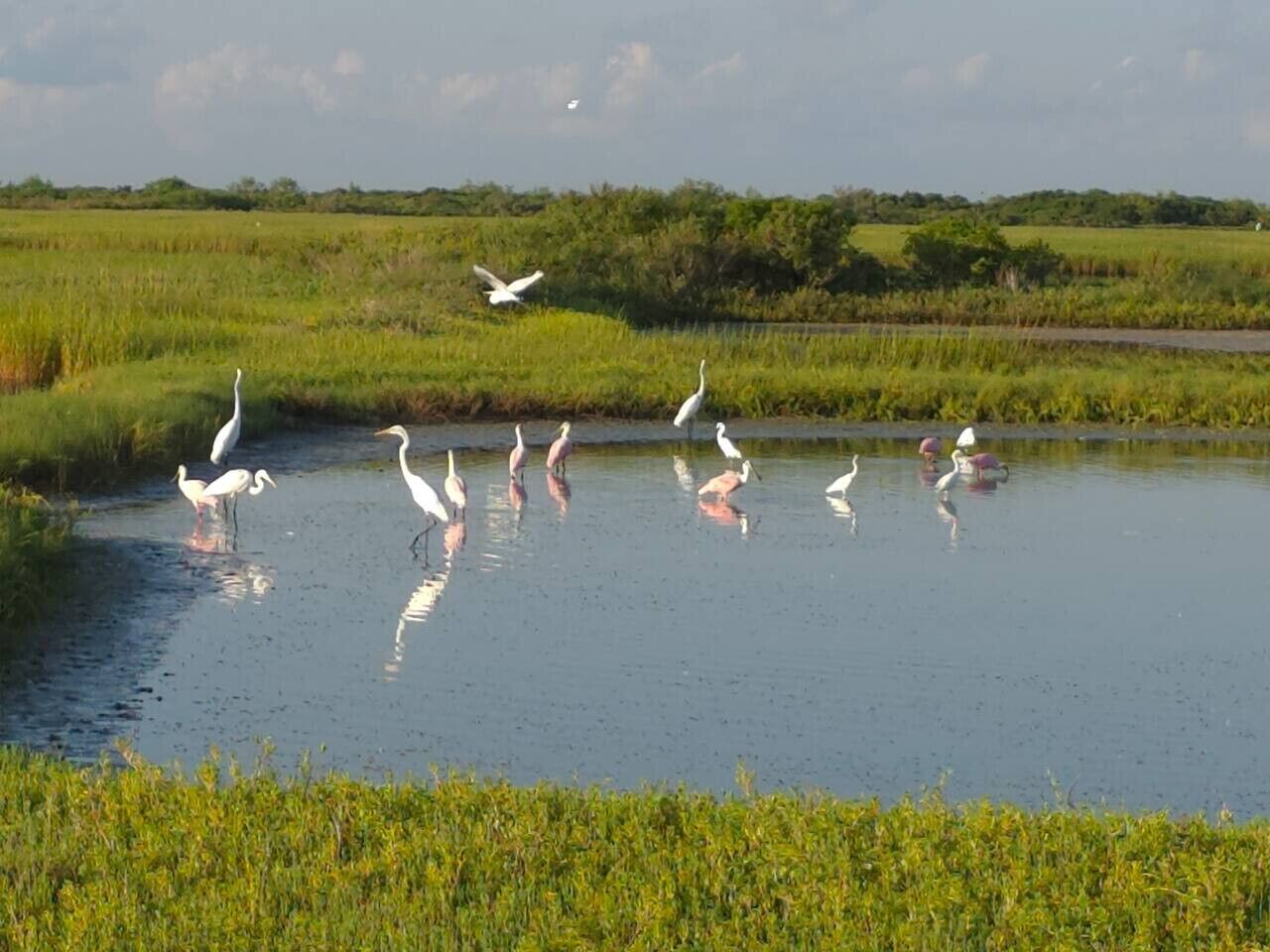 A group of white birds standing in a shallow water body surrounded by green vegetation.