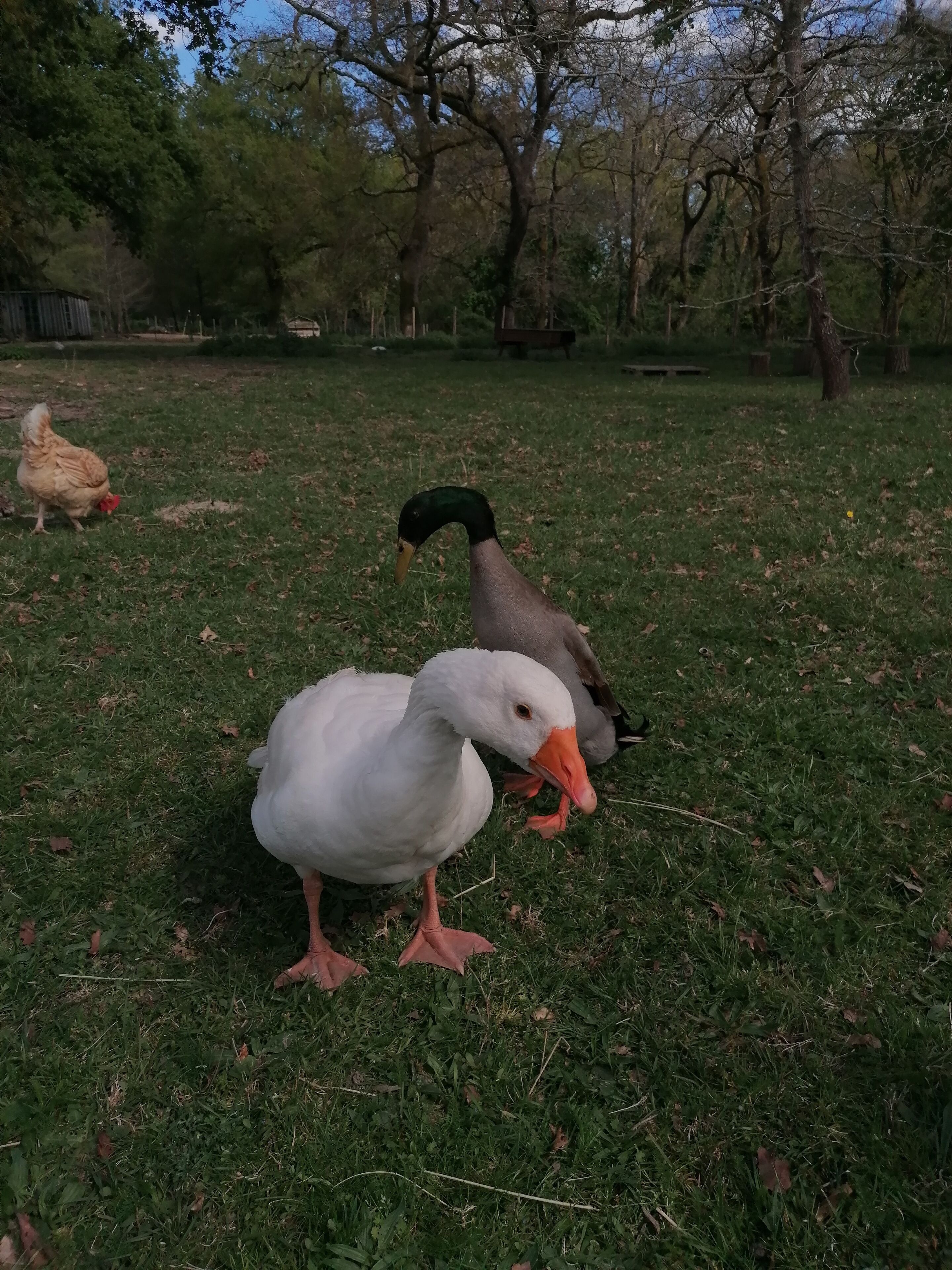A grassy area with ducks and a chicken.
