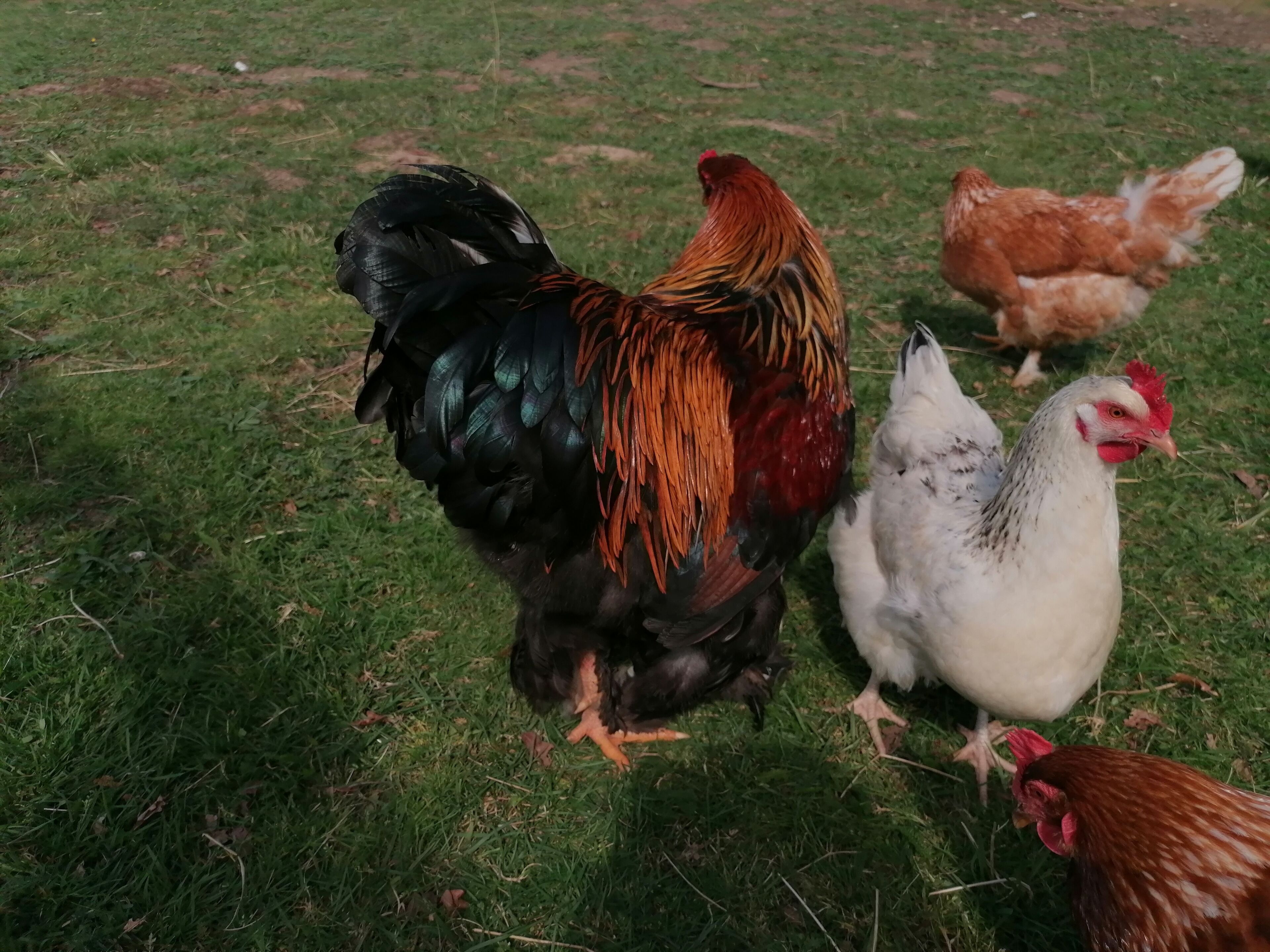 Un gruppo di galline in un prato erboso.