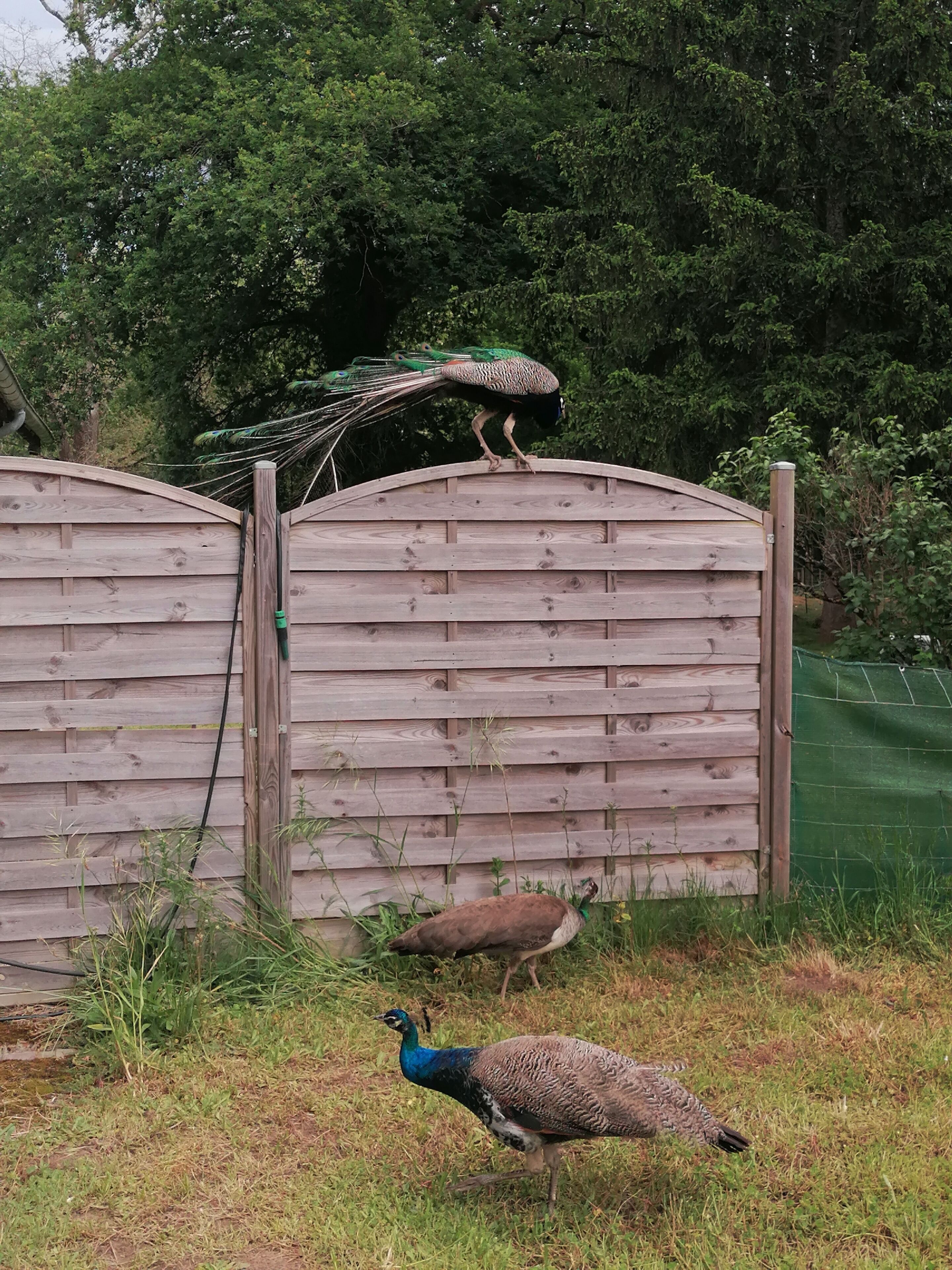 A peacock and a peahen near a wooden fence with a green netting on the right.