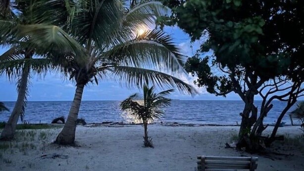 A beach scene with palm trees and a bench. - Castaway Blue Hole Long Caye, Belize (Long Caye Lighthouse Atoll  Belize City)