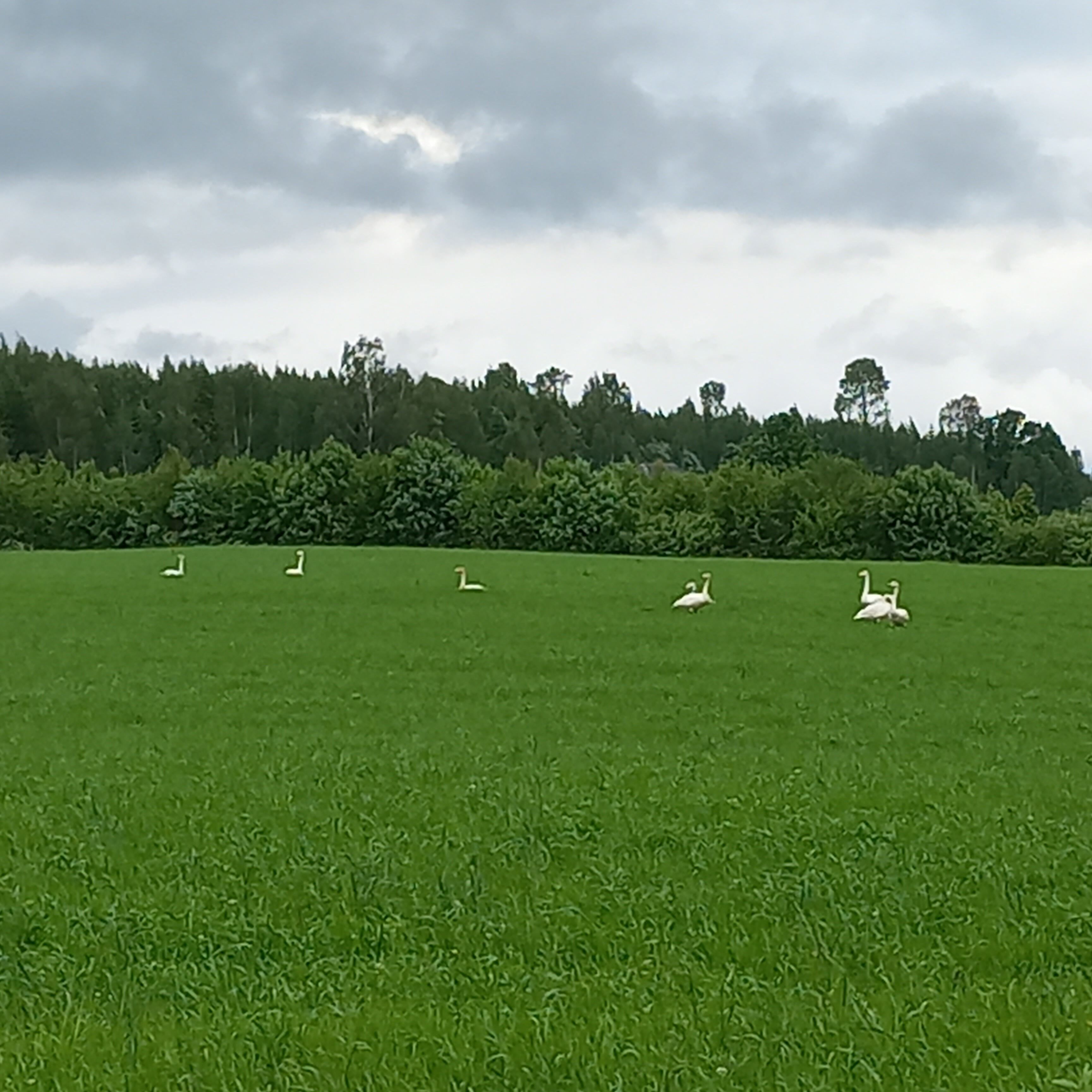 A grassy field with several white birds, likely geese, and a line of trees in the background.
