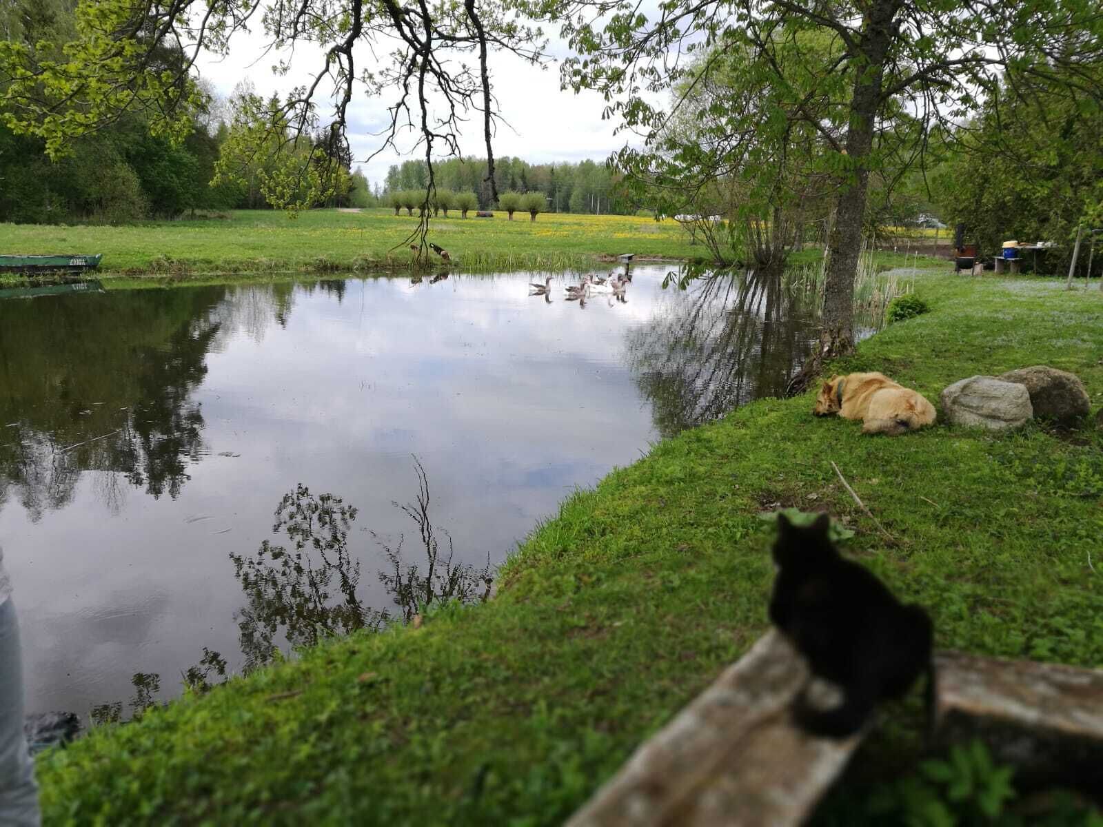 Un estanque tranquilo con patos y un perro descansando cerca.