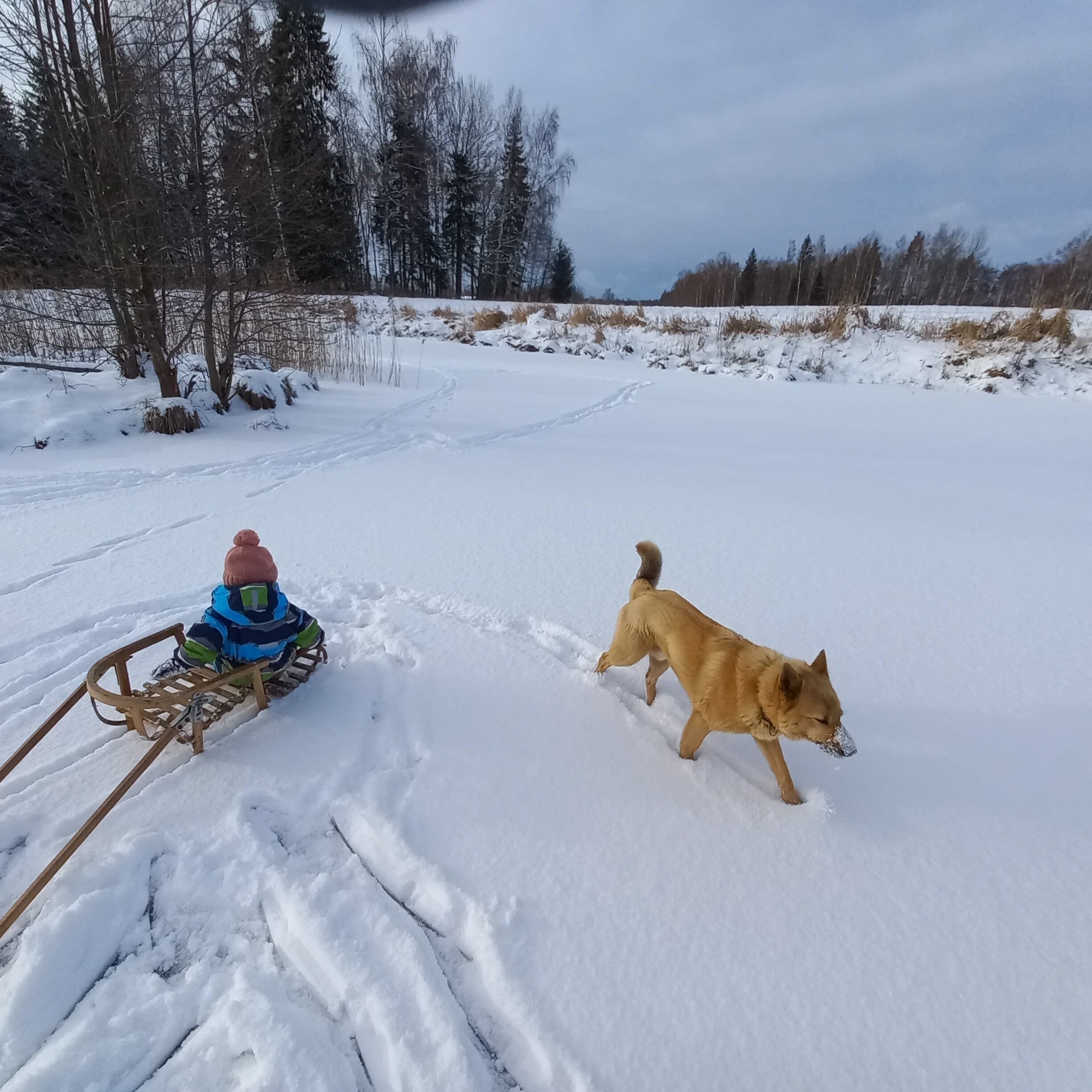 A snowy landscape with a sled and a dog.