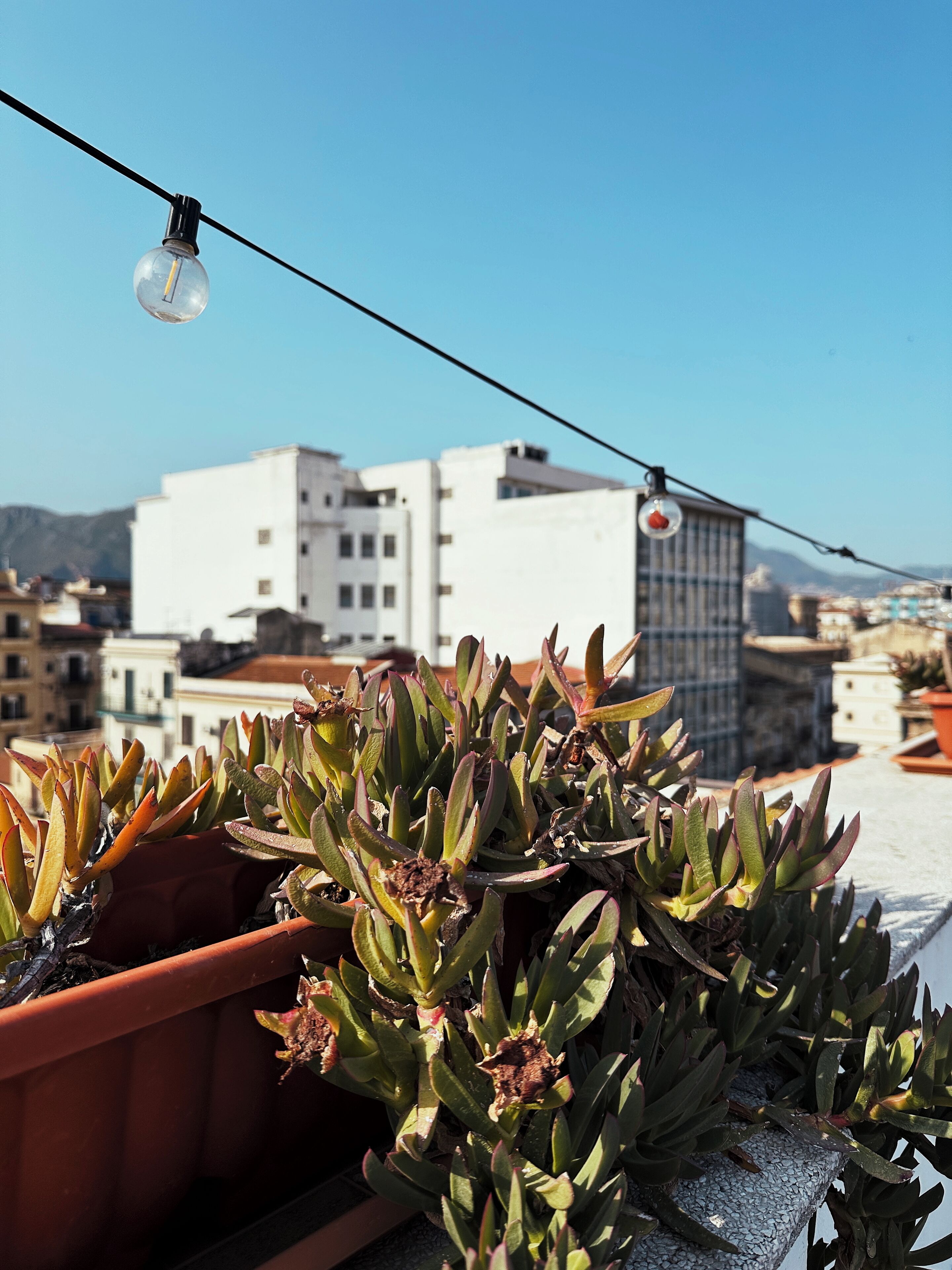 Un jardin sur le toit, agrémenté de plantes succulentes en pot, offrant une vue dégagée sur les bâtiments qui se dressent à l’arrière-plan.