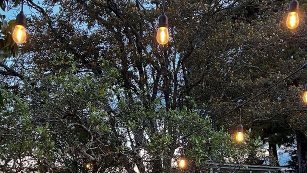 Un árbol con luces colgantes, un área con césped y un perro.