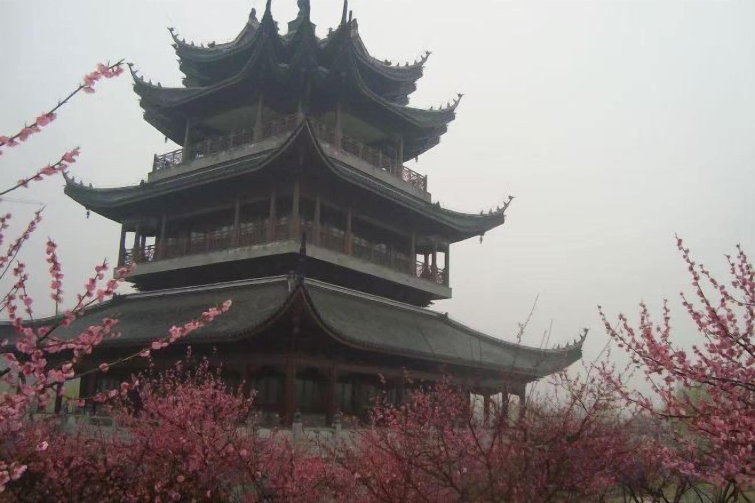 A traditional multi-tiered pagoda-style building surrounded by blooming cherry blossoms.