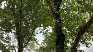 Una hamaca bajo un árbol grande con vista a la ciudad.