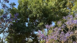 A garden with a variety of trees, including one with purple flowers, a stone wall, and a building with a tiled roof in the background. - El Mesón del Ticúz Tapalpa (Tapalpa)