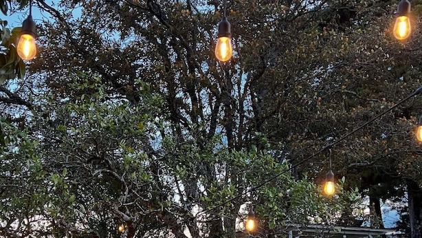 A tree with hanging light bulbs, a grassy area, and a dog.