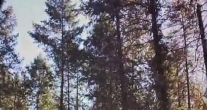 Casa In The Forest