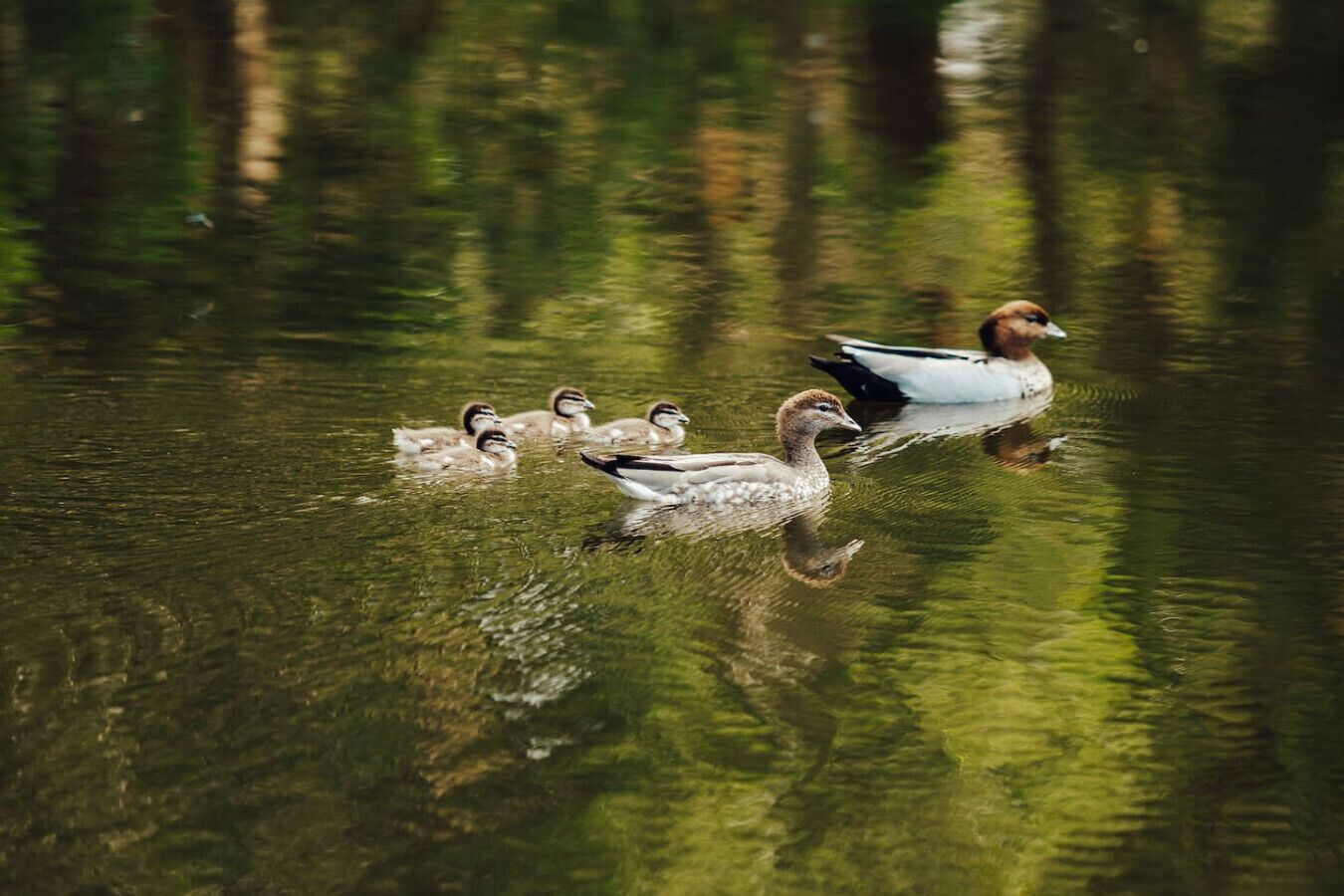 Our resident ducks at The Pavilion, each year we get a few more & watching the little ones grow is on of the things Alan & I enjoy