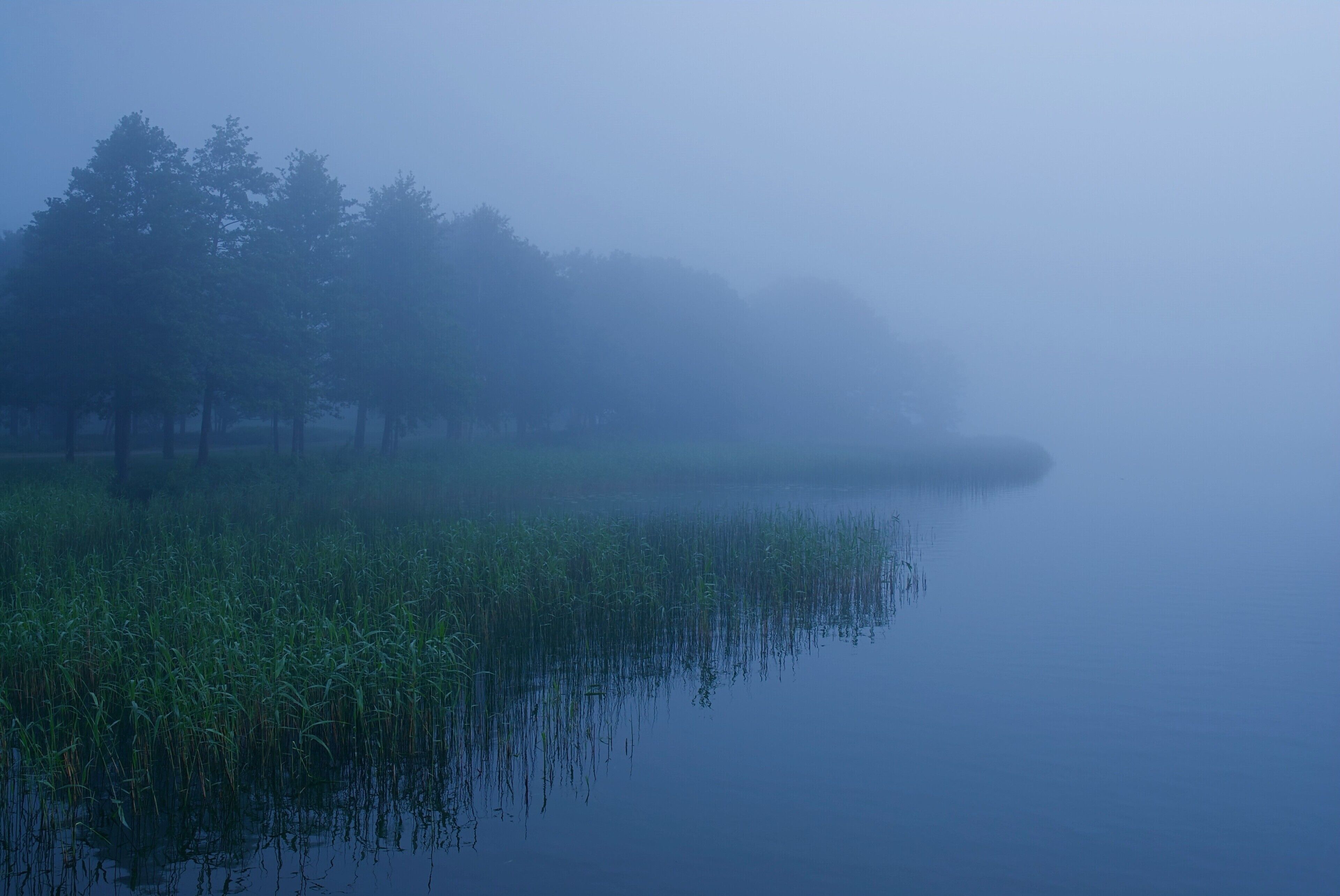 Un paisaje brumoso con un cuerpo de agua tranquilo que refleja árboles y juncos.
