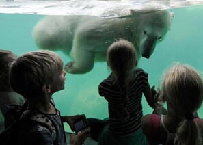 Guests can observe polar bears in a large, transparent enclosure.