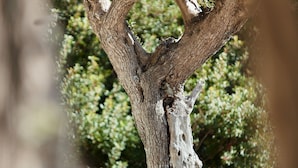 Ein Baum mit einer markanten Stammstruktur, umgeben von Grünpflanzen und Blumen.