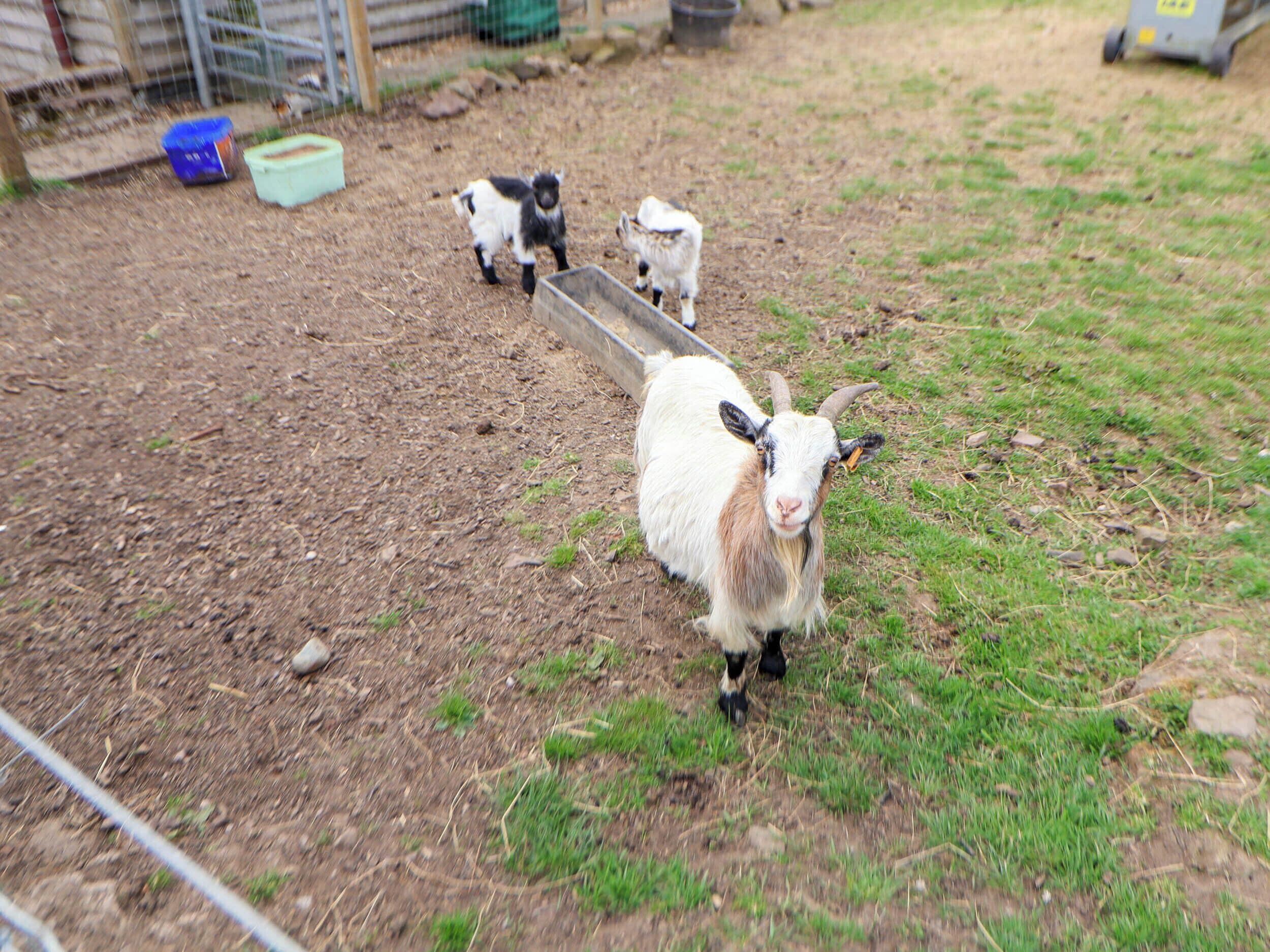 A goat with a metal trough in a fenced area with grass and dirt ground.