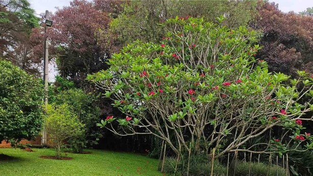 A garden with a tree bearing red flowers, surrounded by various shrubs and a well-maintained lawn. - Charming place near SP (Caioçara Jarinu)