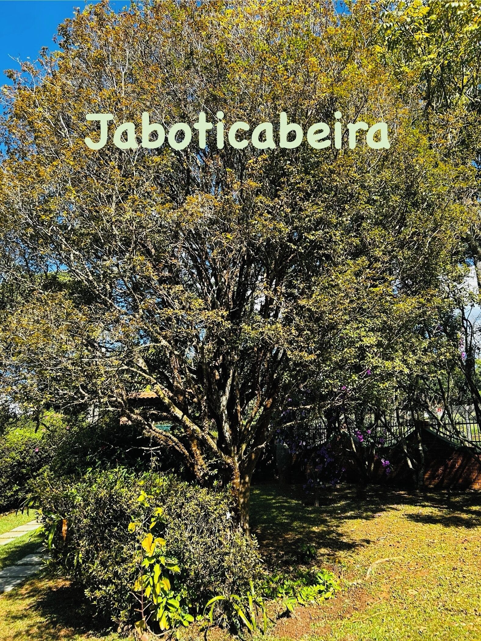 Un jaboticabeira dans un jardin.