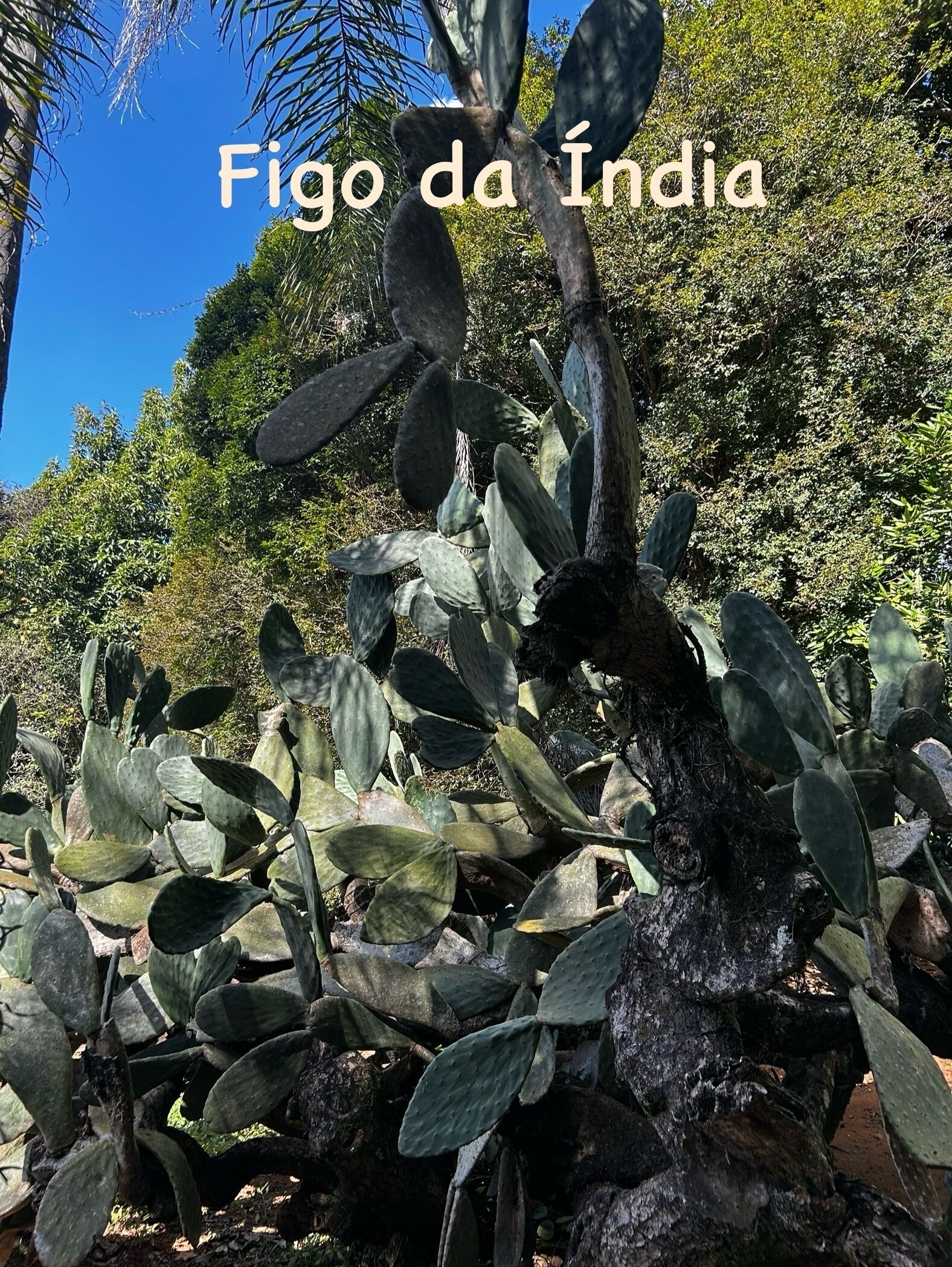 Una planta de cactus con el texto 'Figo da India' de fondo.