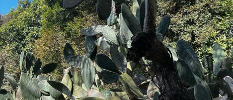 Una planta de cactus con el texto 'Figo da India' de fondo.