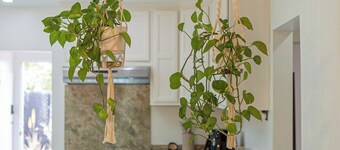 Full Modern Minimalist House With Charming Garden