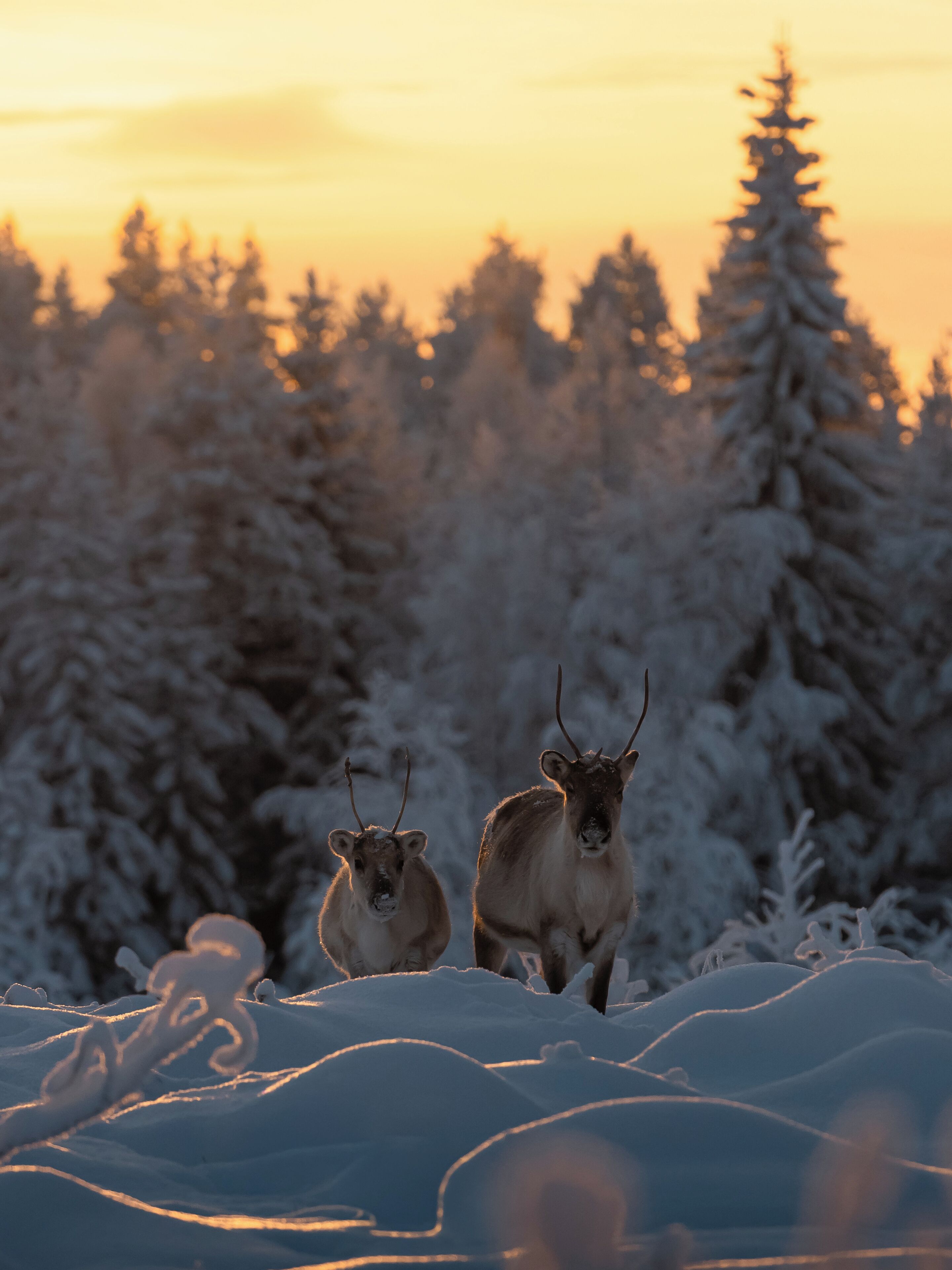 Two elk standing in a snowy forest with a sunset in the background.