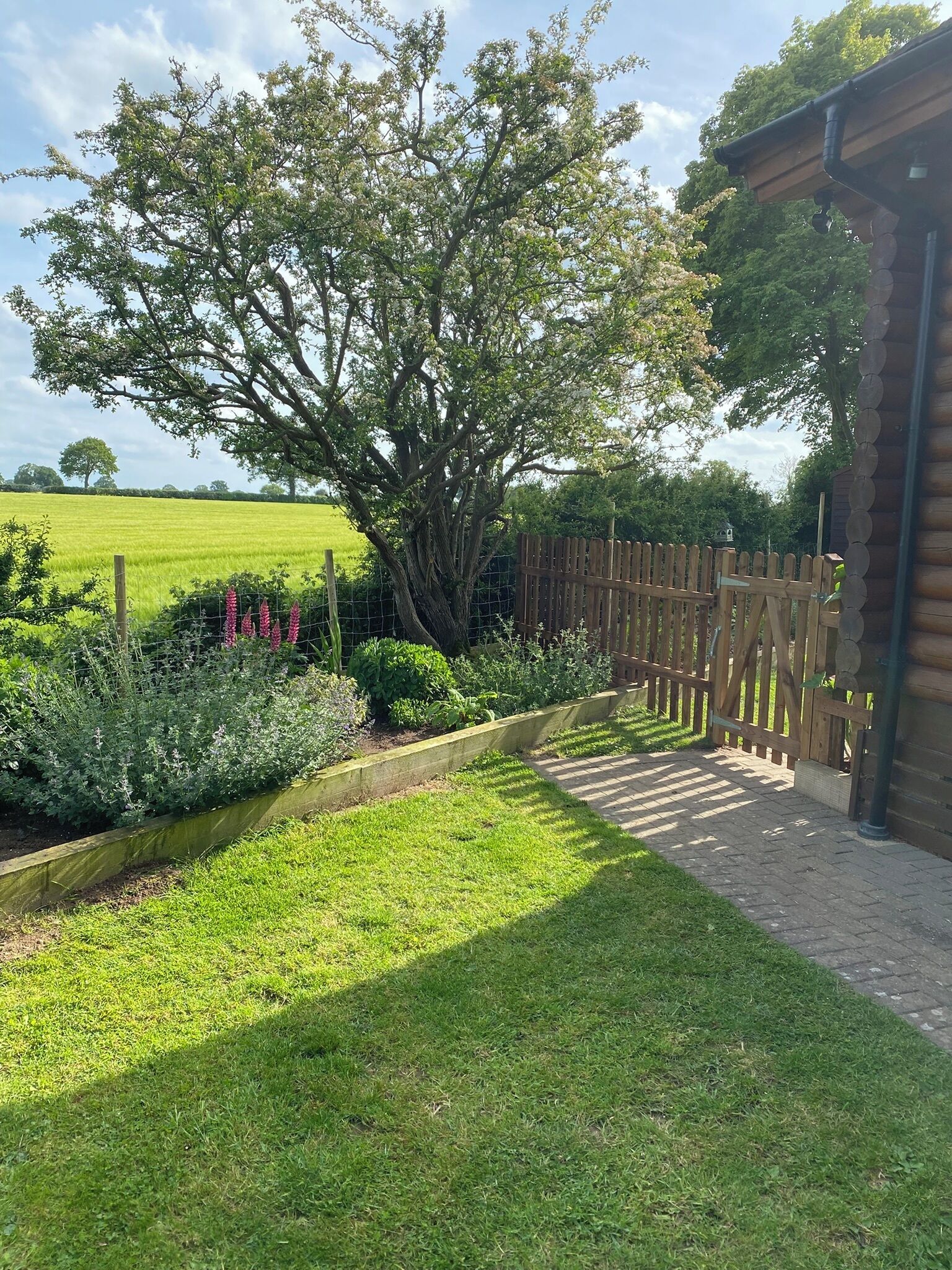 A garden with a large tree, a wooden fence, and a grassy area.