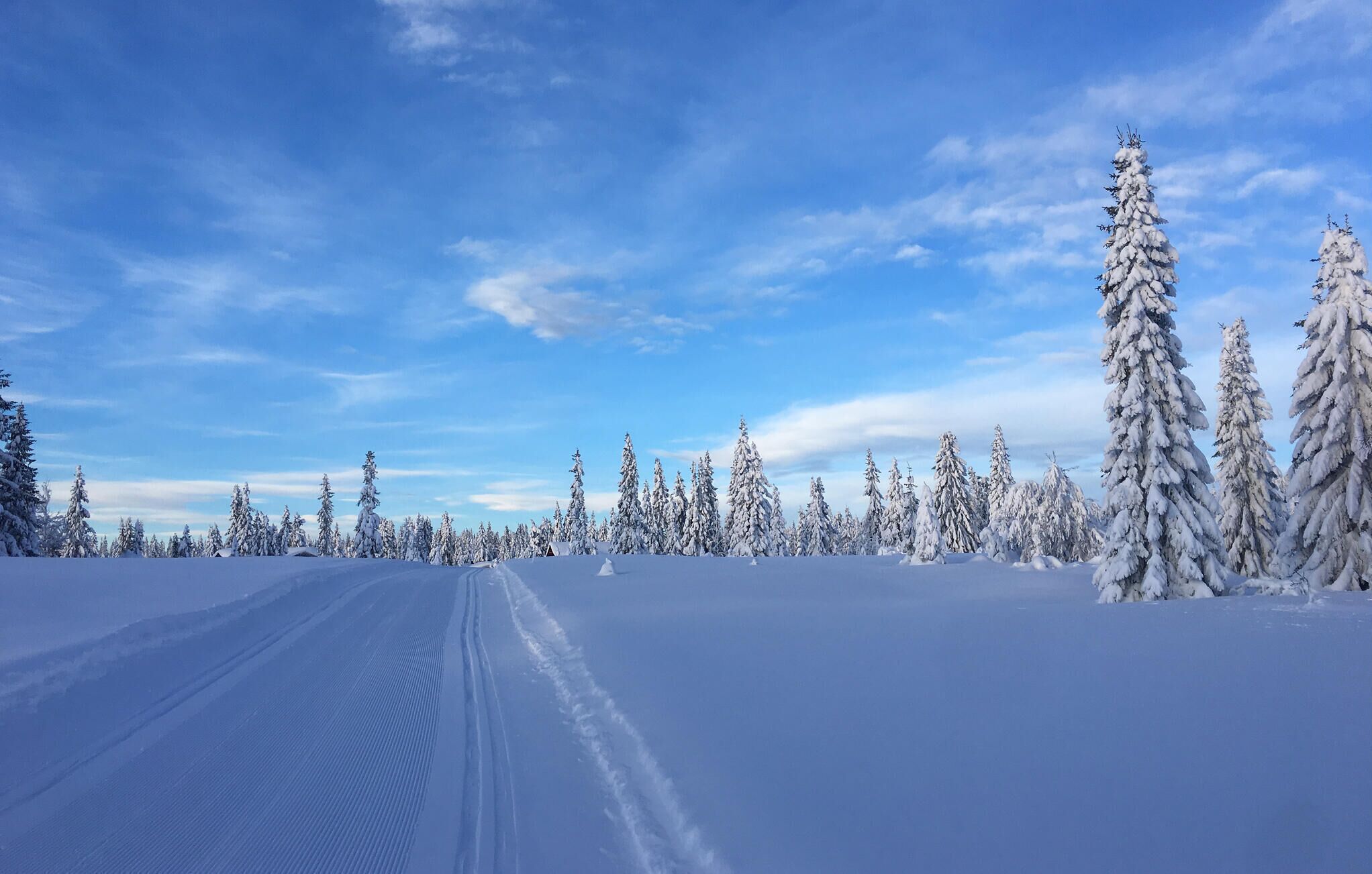 Et snødekt landskab med klart himmel og en vej der snor sig gennem en skov af sneklædte træer.