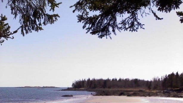 A rocky shoreline with a forest in the background.