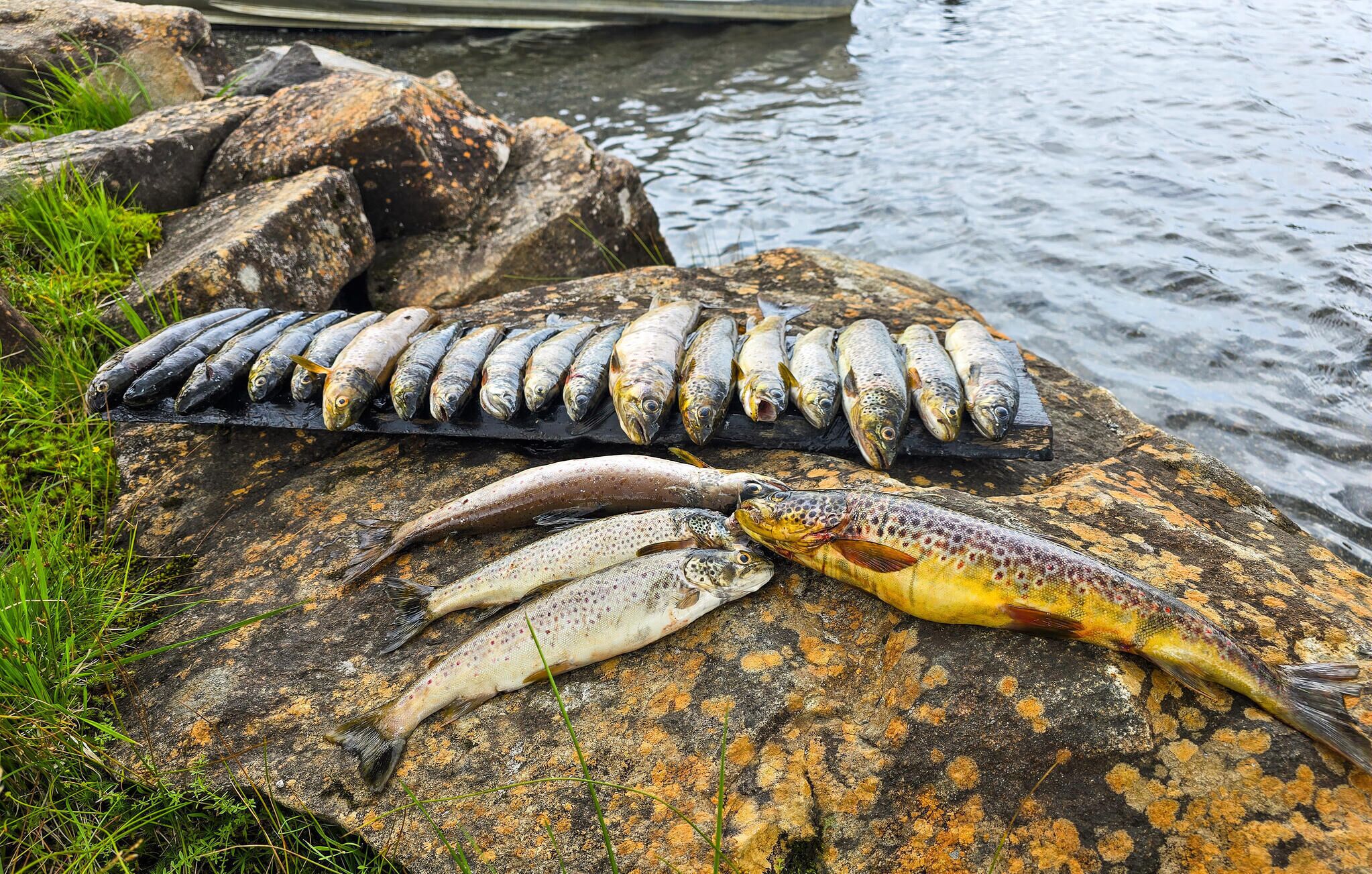 Un ensemble de poissons disposés sur des rochers, au bord d’une étendue d’eau.