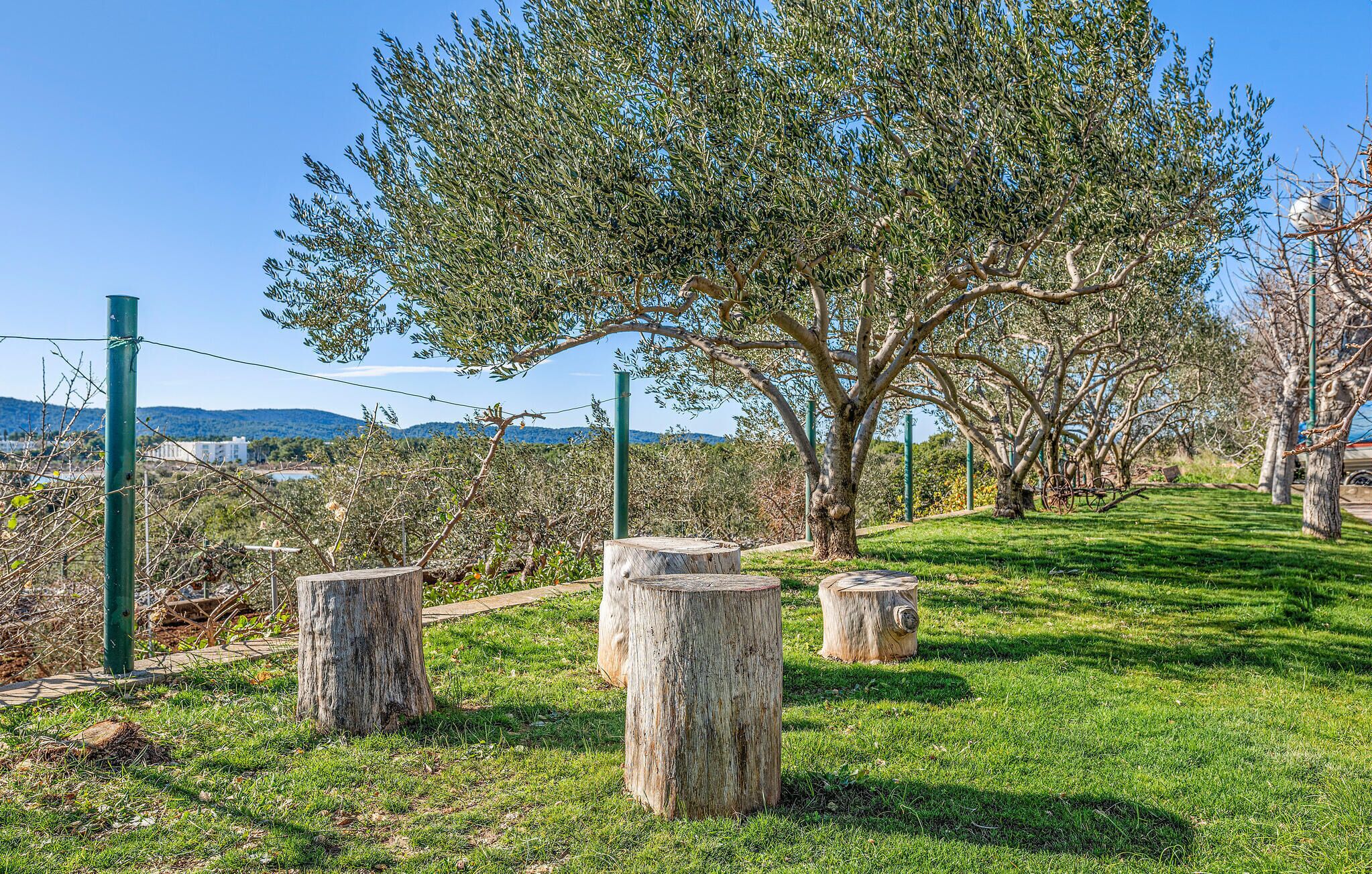 Un parc avec un grand arbre, des souches d’arbres et une zone herbeuse.