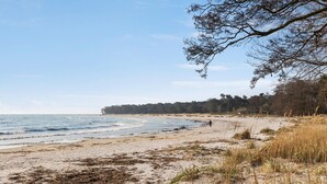 A beach with a sandy shore, seaweed, and a line of trees in the background.