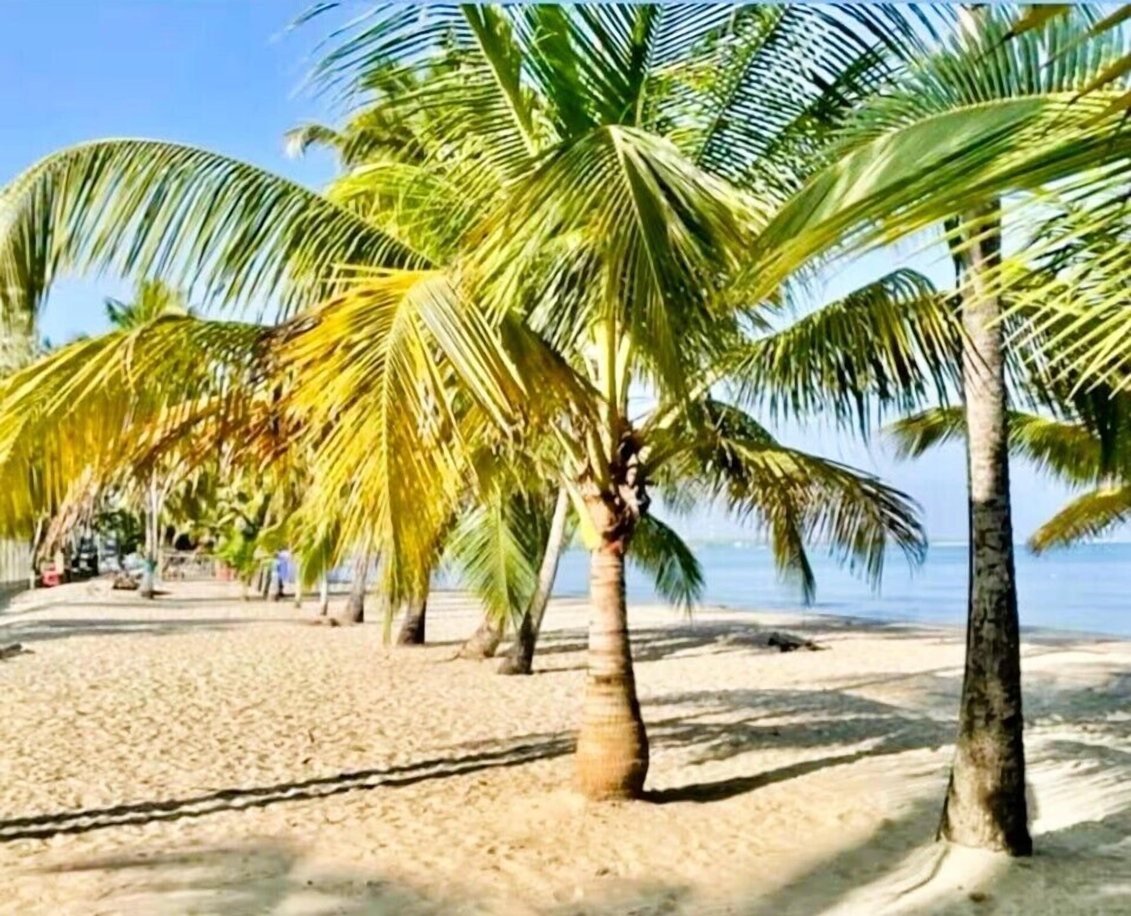 Une plage bordée de palmiers et dotée d’un rivage sablonneux.