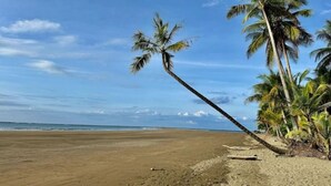 A beach with palm trees and a clear sky. - Finca Viva. Private, tranquil Jungle Oasis! (Uvita Osa)