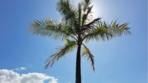 Un seul palmier se dressant sur un ciel dégagé, avec des montagnes en arrière-plan.