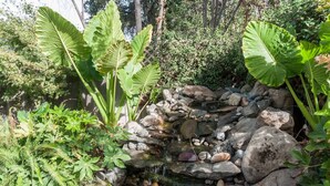 Un jardin agrémenté d’une petite cascade, de grandes feuilles vertes et de diverses plantes.
