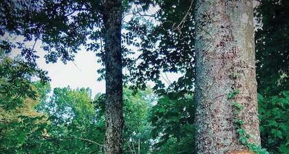 The Watertree Tiny House at Twig City Farm!