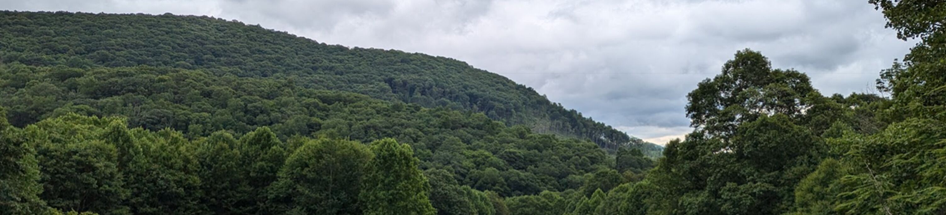A lush, green forested hillside with dense vegetation and a cloudy sky.