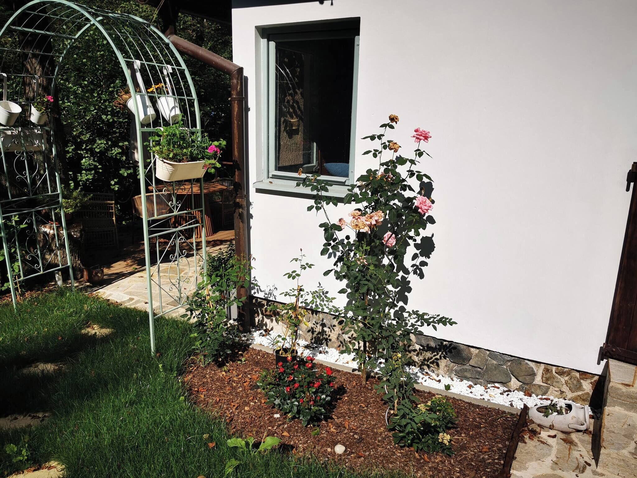 A garden with a rose bush, a greenhouse, and a white building with a window.