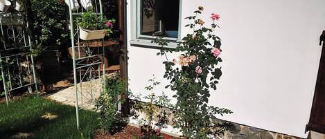 A garden with a rose bush, a greenhouse, and a white building with a window.