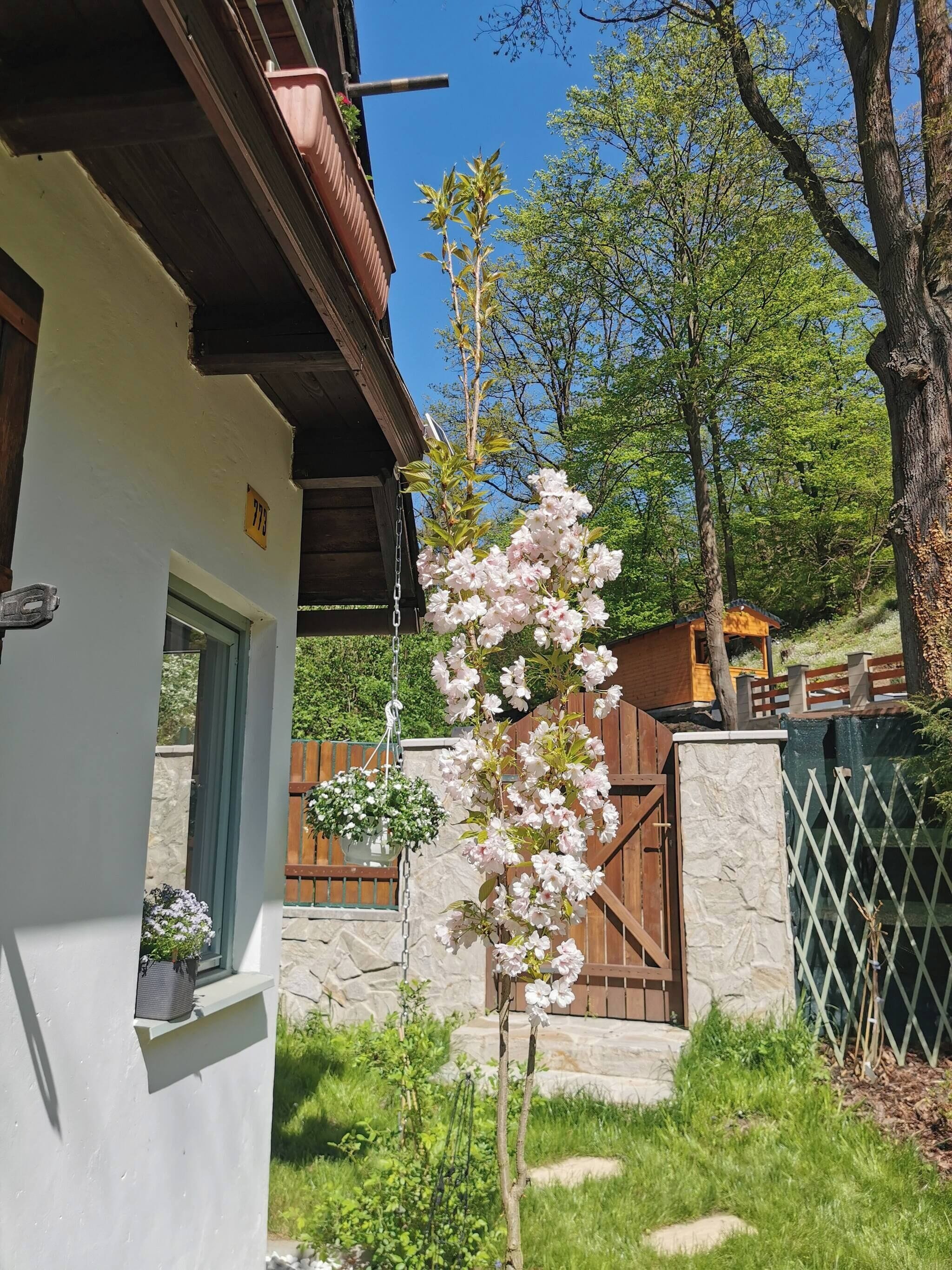 A white building with a stone wall, a wooden gate, and a tree with pink flowers.