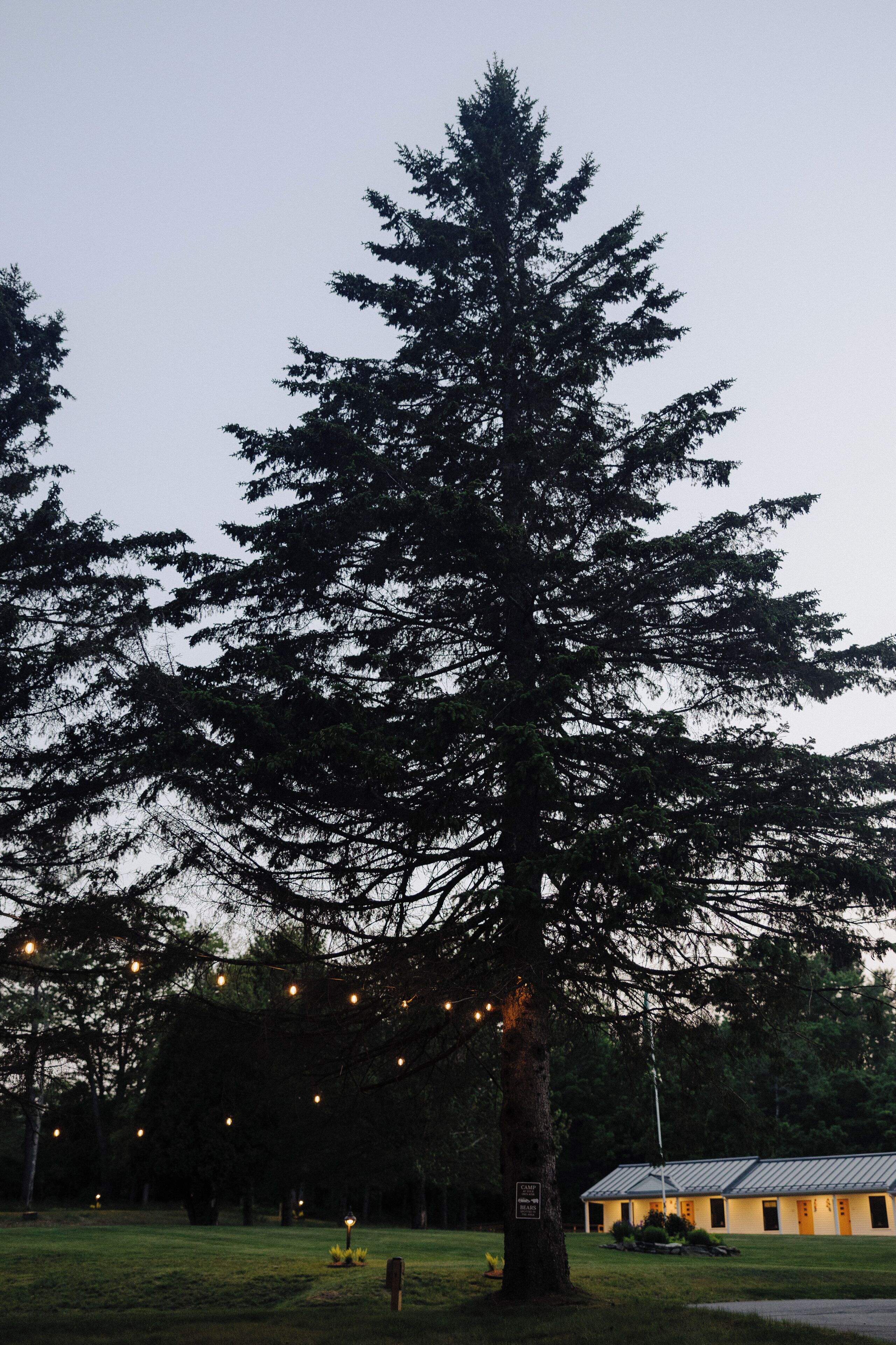 A large coniferous tree in a grassy area with a building in the background.