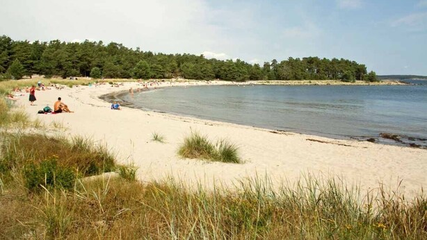 Une plage avec un rivage sablonneux, une zone herbeuse au premier plan et une zone boisée en arrière-plan.