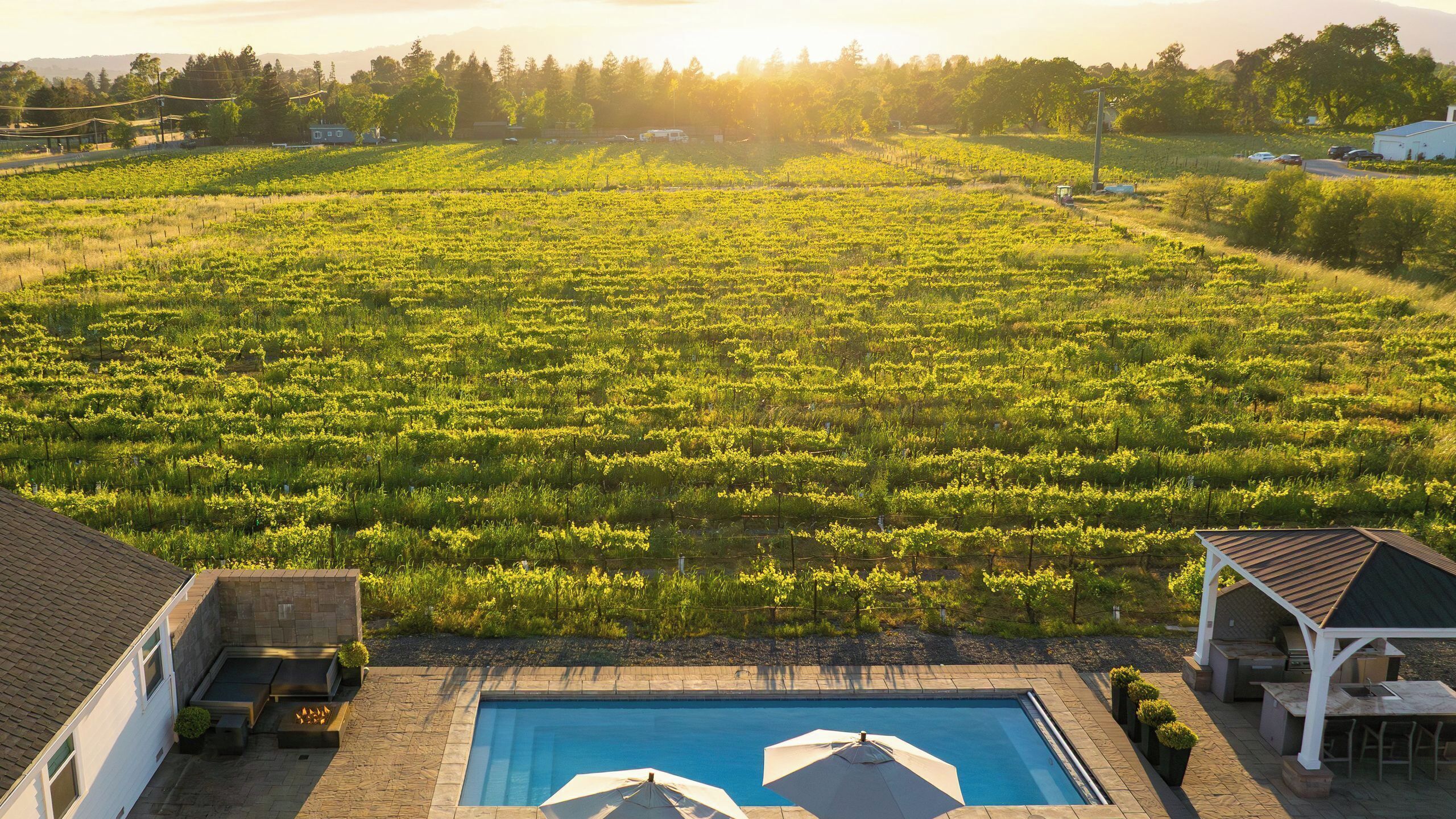 A vineyard with rows of grapevines, a swimming pool, and a gazebo.
