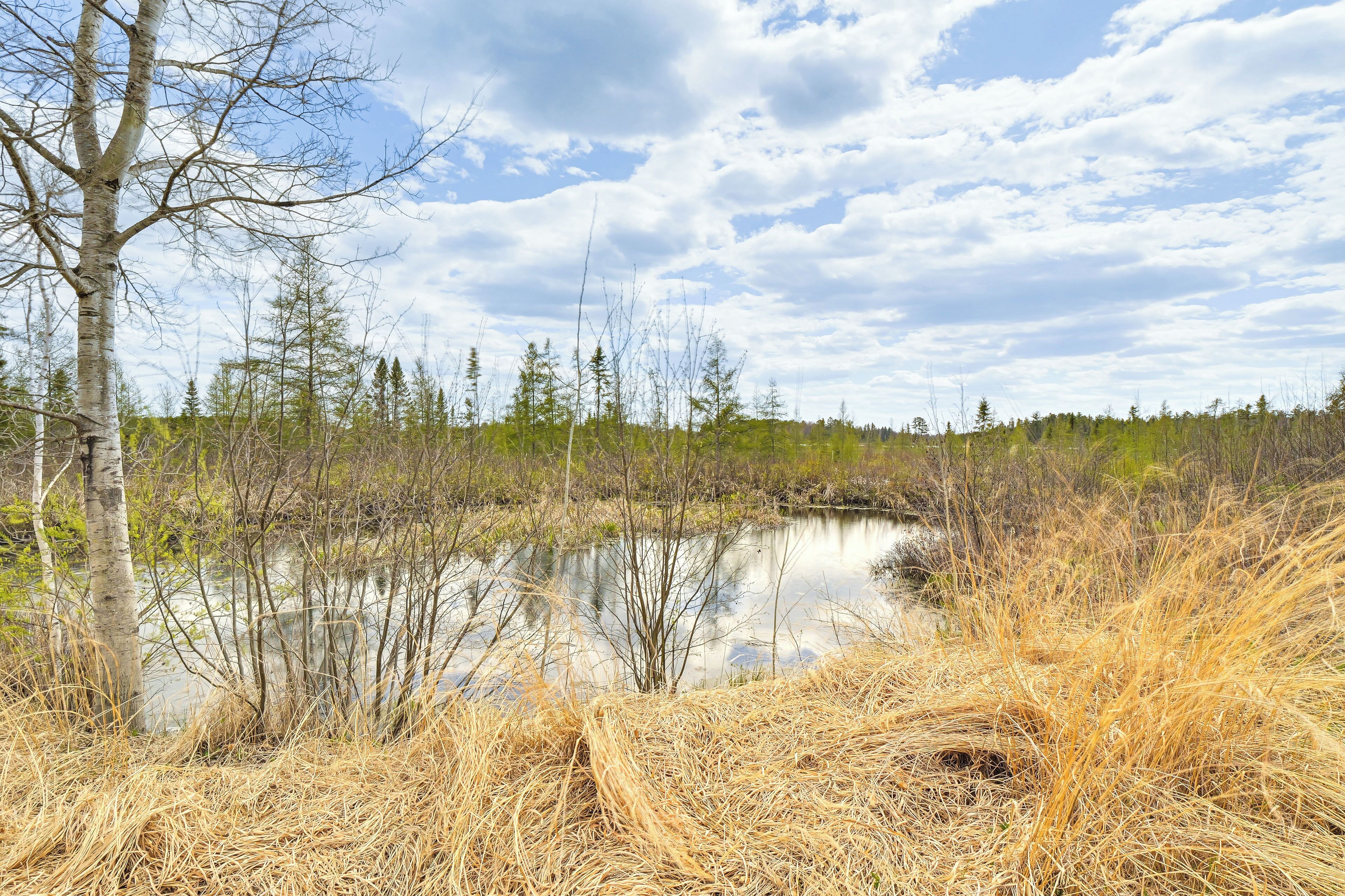 A natural landscape with a body of water, trees, and dry grass.